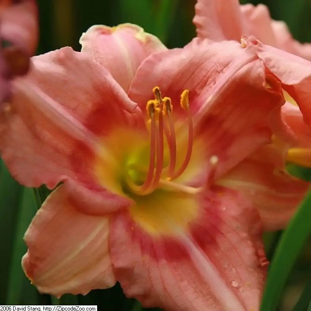 Rosy Returns Daylily 1 GALLON Perennial