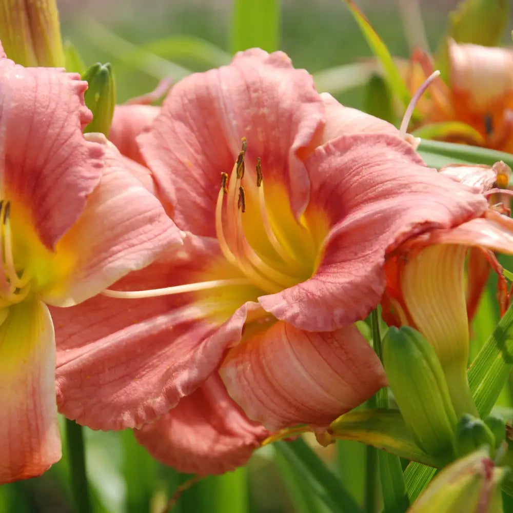 Rosy Returns Daylily 1 GALLON Perennial