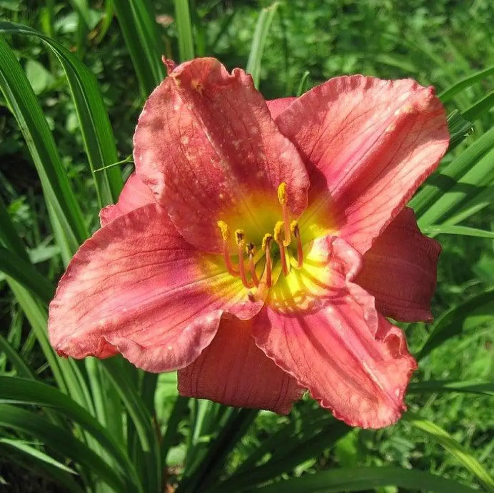 Rosy Returns Daylily 1 GALLON Perennial