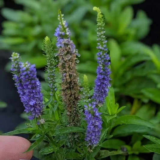 Royal Candles Speedwell Perennial