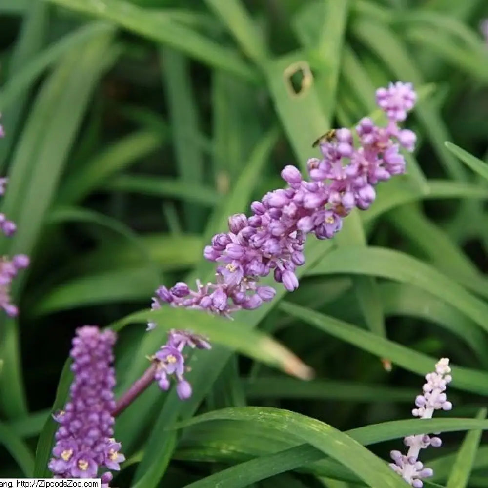 Royal Purple Lilyturf 1 GALLON Ornamental Grass
