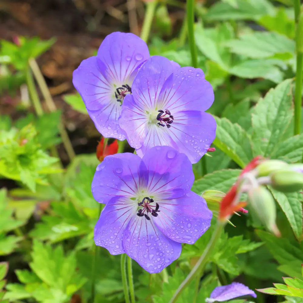 Rozanne Cranesbill Perennial