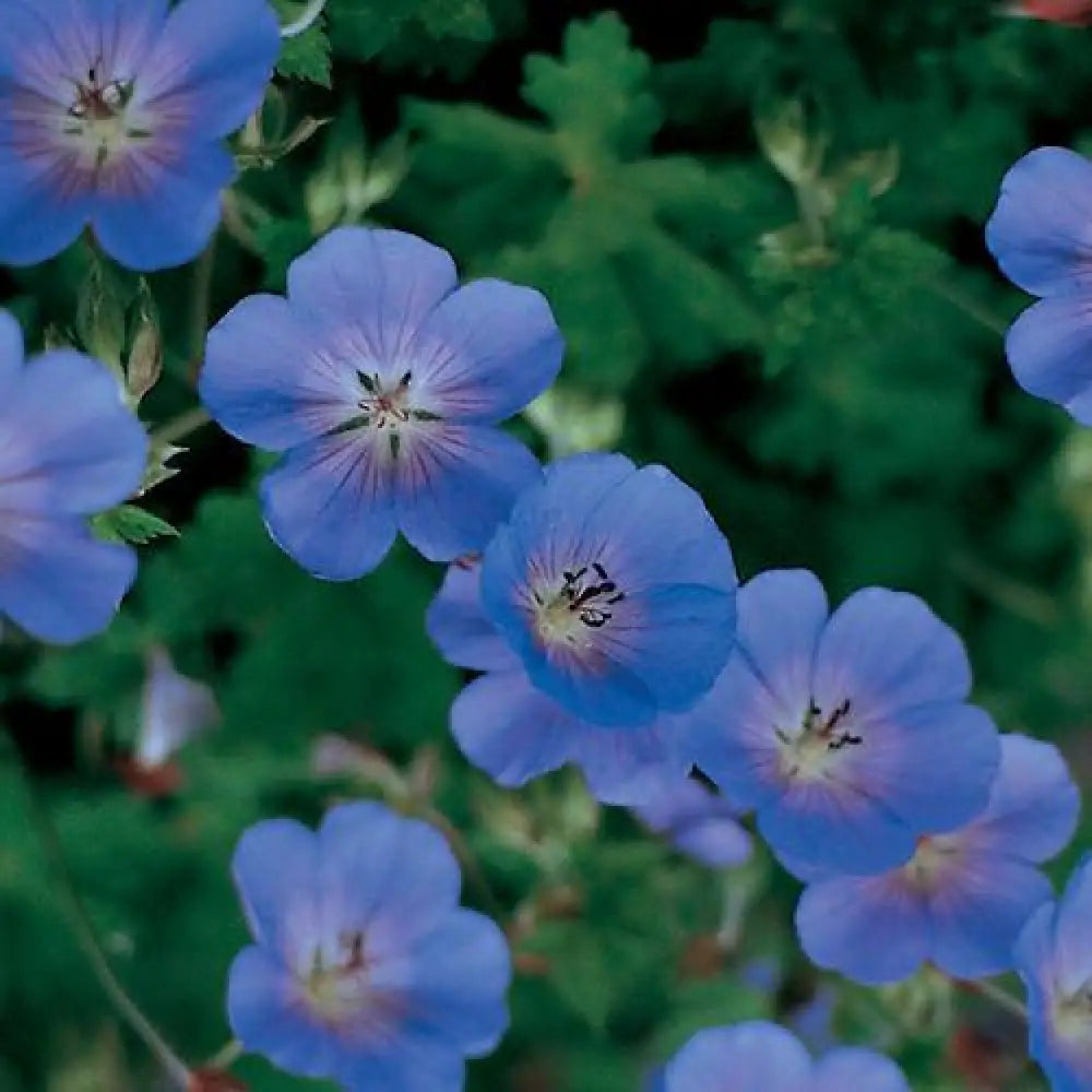 Rozanne Cranesbill Perennial