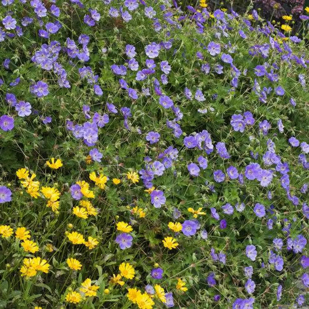 Rozanne Cranesbill Perennial