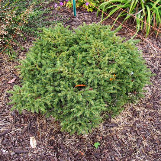 Bird's Nest Spruce