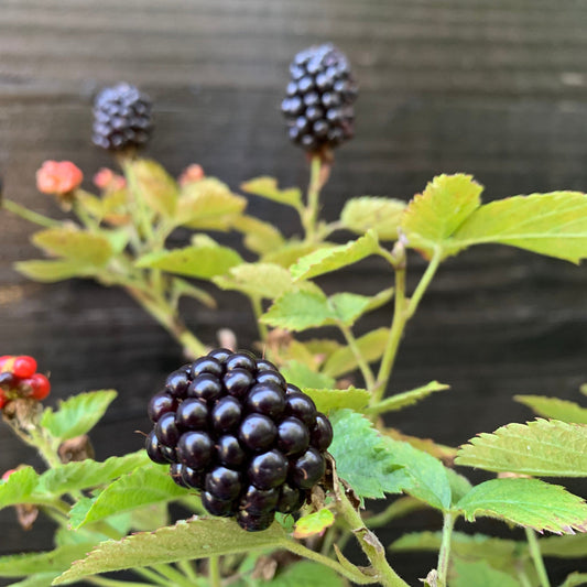 Bushel and Berry® Baby Cakes® Thornless Blackberry