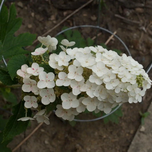 Ruby Slippers Oakleaf Hydrangea 3 GALLON Shrub