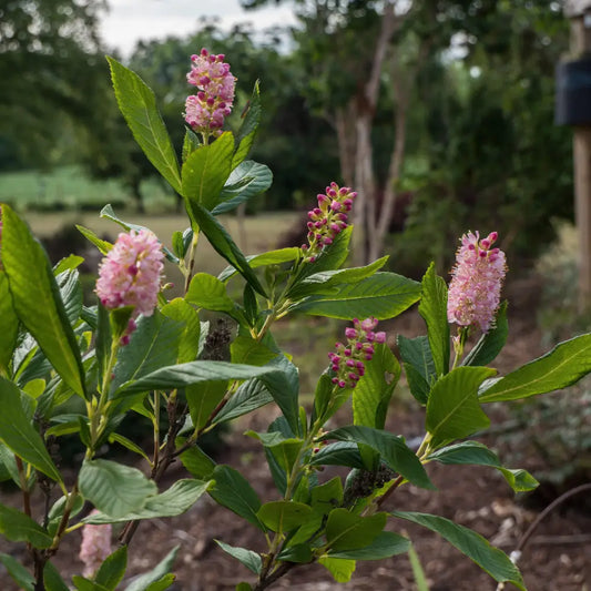 Ruby Spice Summersweet 3 GALLON Shrub