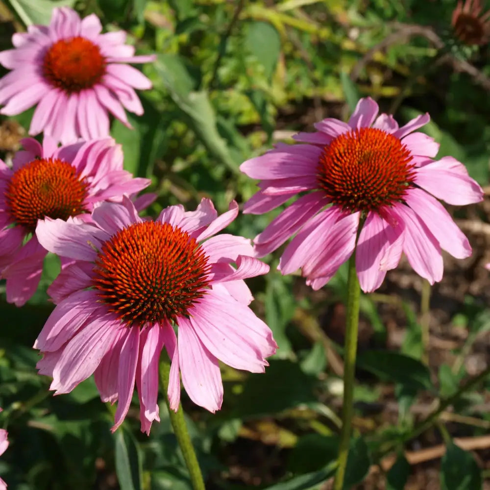 Ruby Star Echinacea Perennial