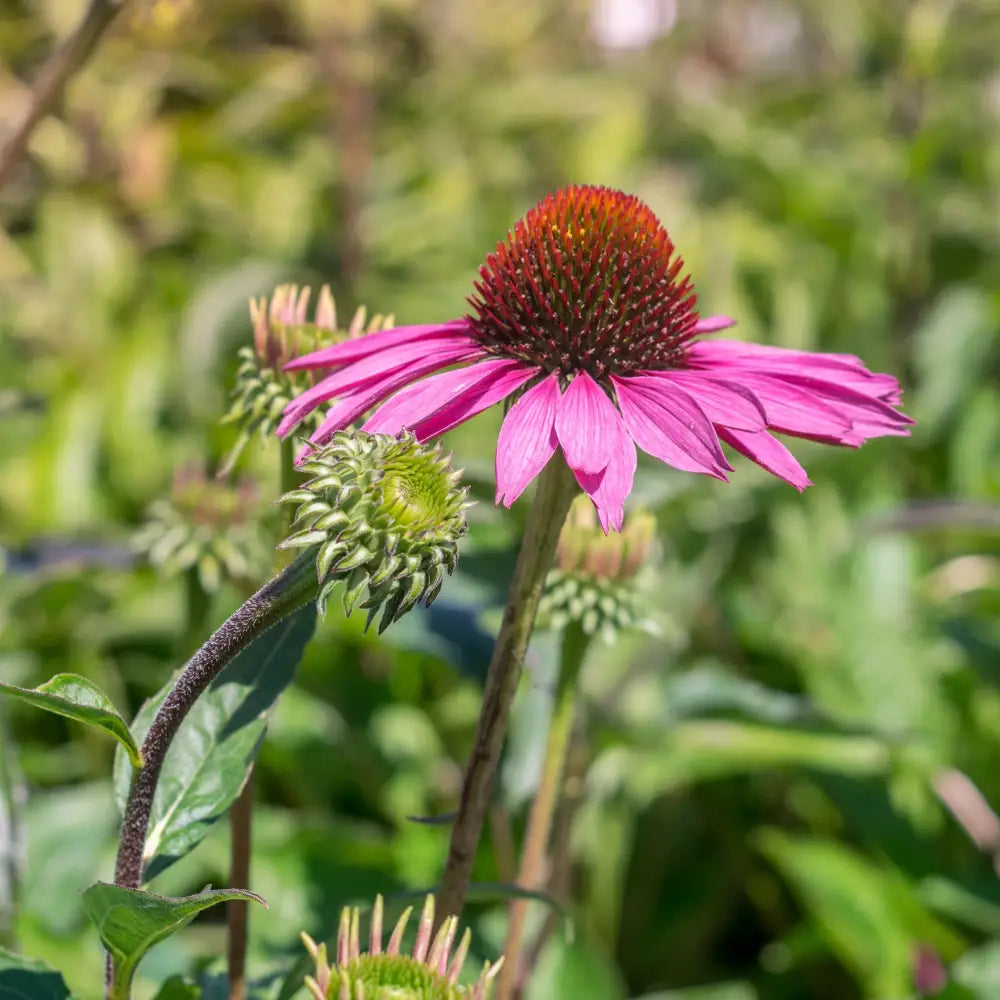 Ruby Star Echinacea Perennial
