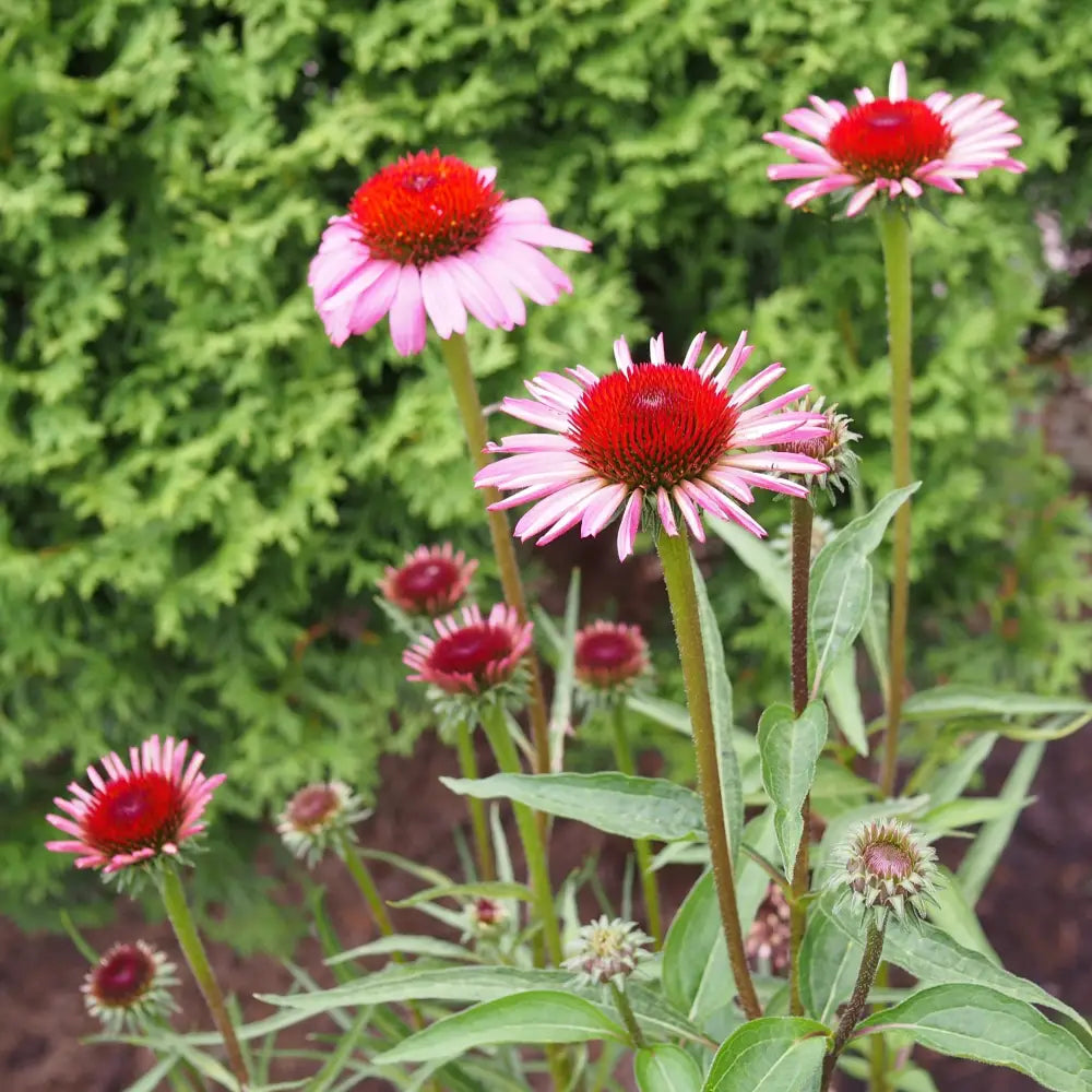 Ruby Star Echinacea Perennial