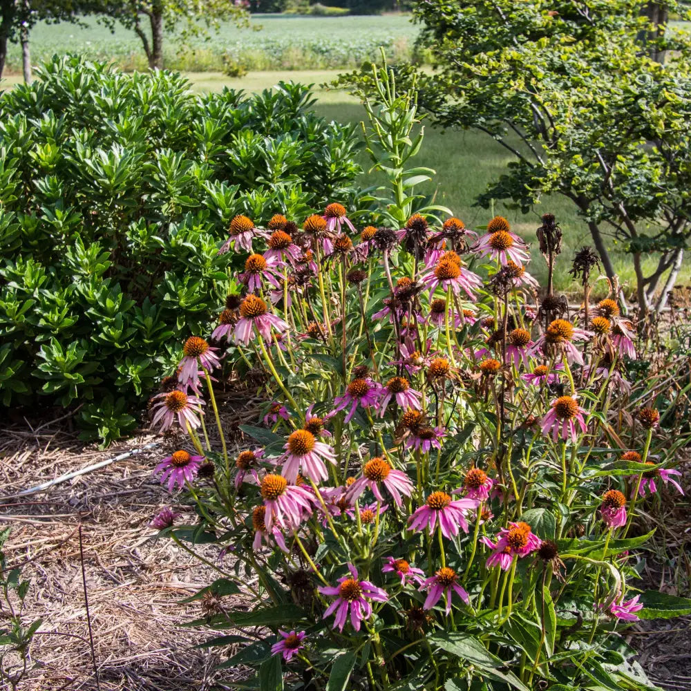 Ruby Star Echinacea Perennial