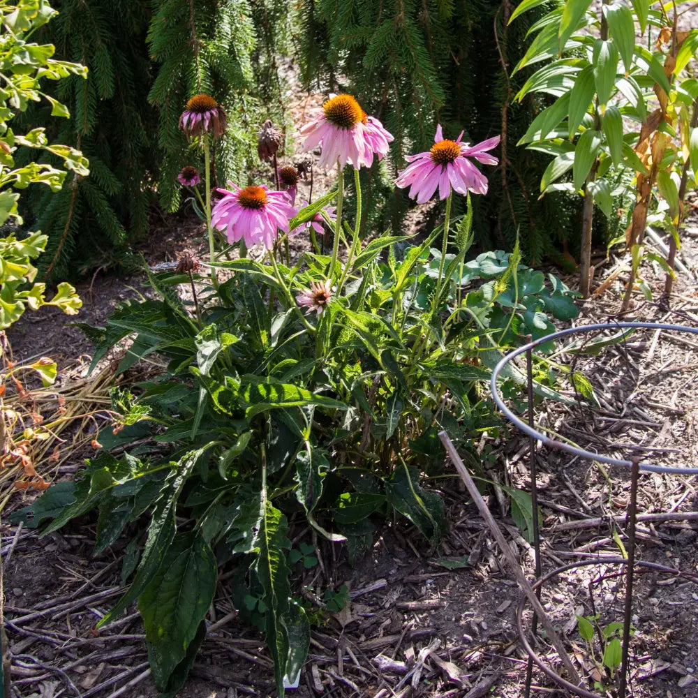 Ruby Star Echinacea Perennial