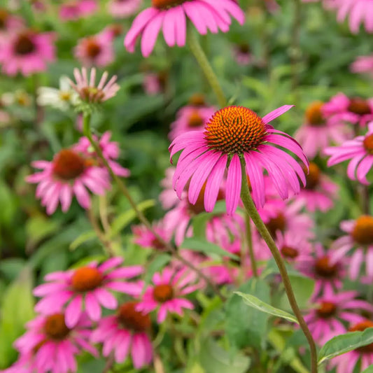 Ruby Star Echinacea Perennial