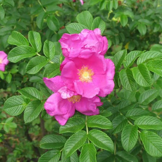 Rugosa Rose Shrub