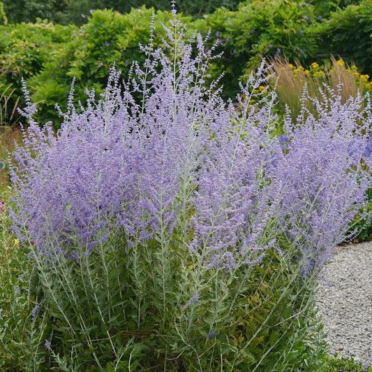 Russian Sage Perennial