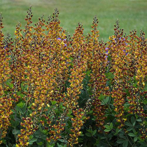 Baptisia 'Cherries Jubilee'  - Decadence® Cherries Jubilee Baptisia