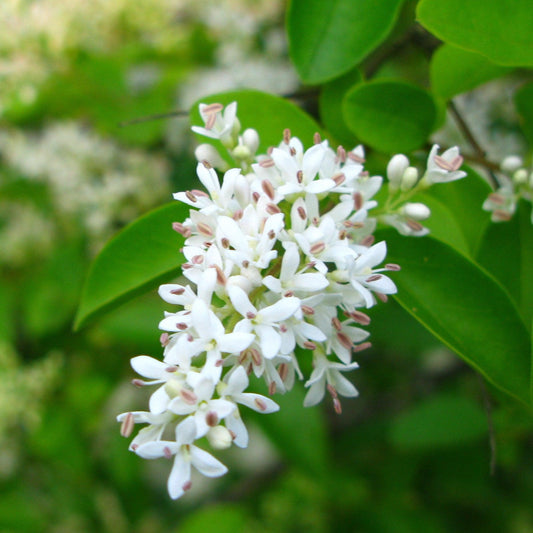 Amur Privet