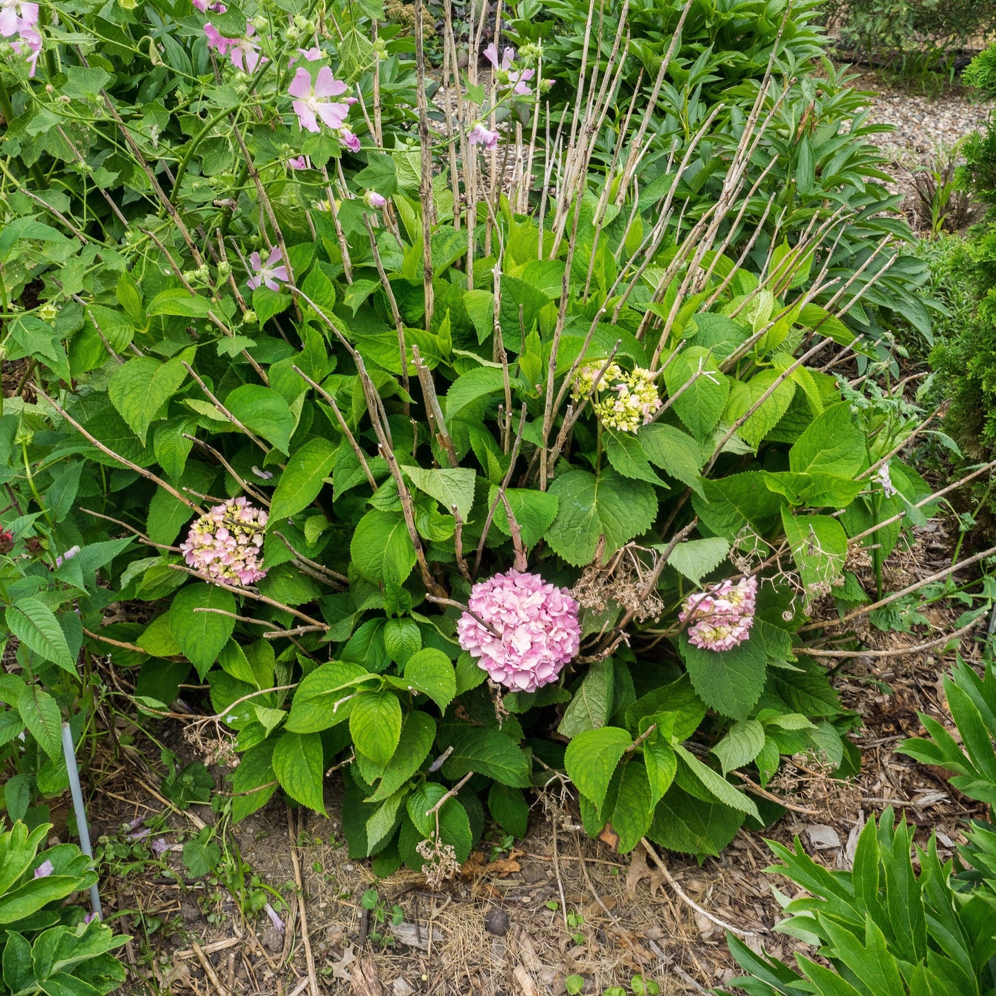 Endless Summer® The Original Hydrangea