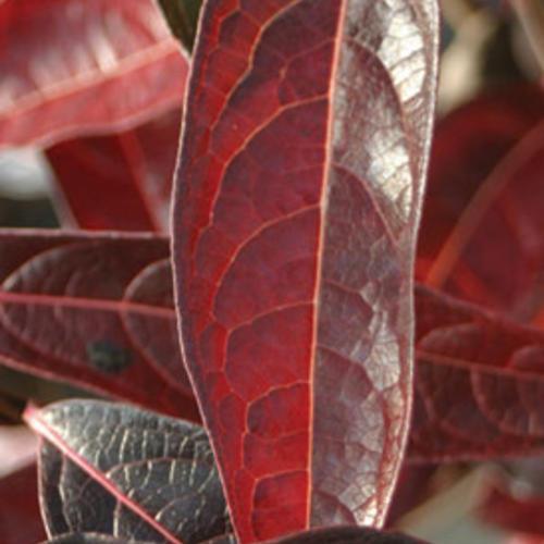 Brandywine™ Viburnum