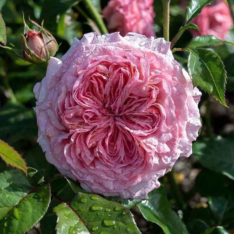 Rosa 'Meipapey' PP 35,892  - Romantica® Ball Gown™ Rose