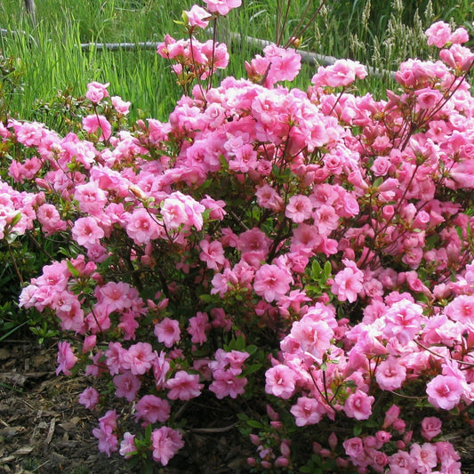 Rhododendron 'RLH2-4P1-5'  - Bloomin' Easy® Ever After™ Blush Azalea