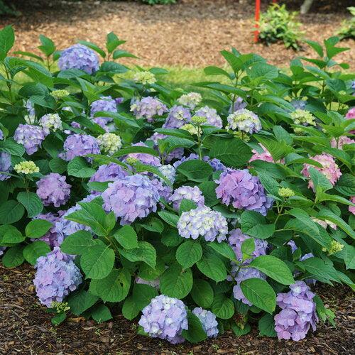Let's Dance® Sky View® Hydrangea