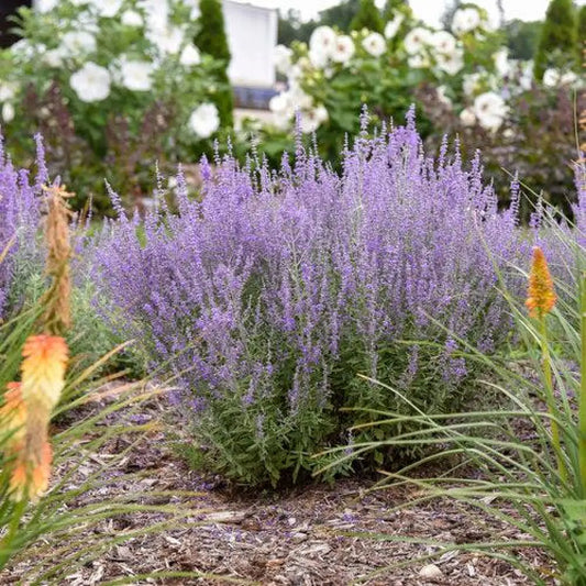 Sage Advice Russian Sage Perennial