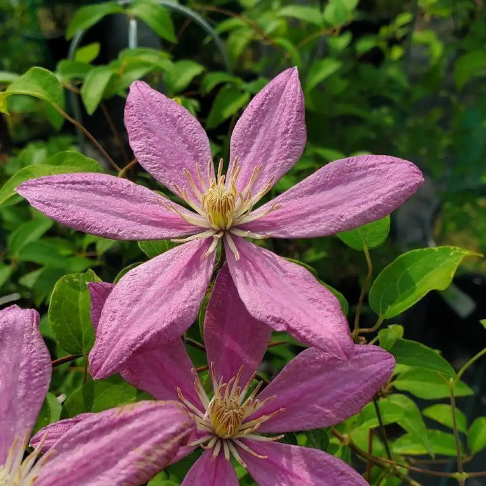 Sally™ Clematis 8’’ POT Vine