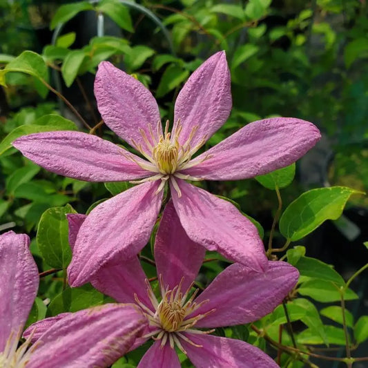 Sally™ Clematis 8’’ POT Vine