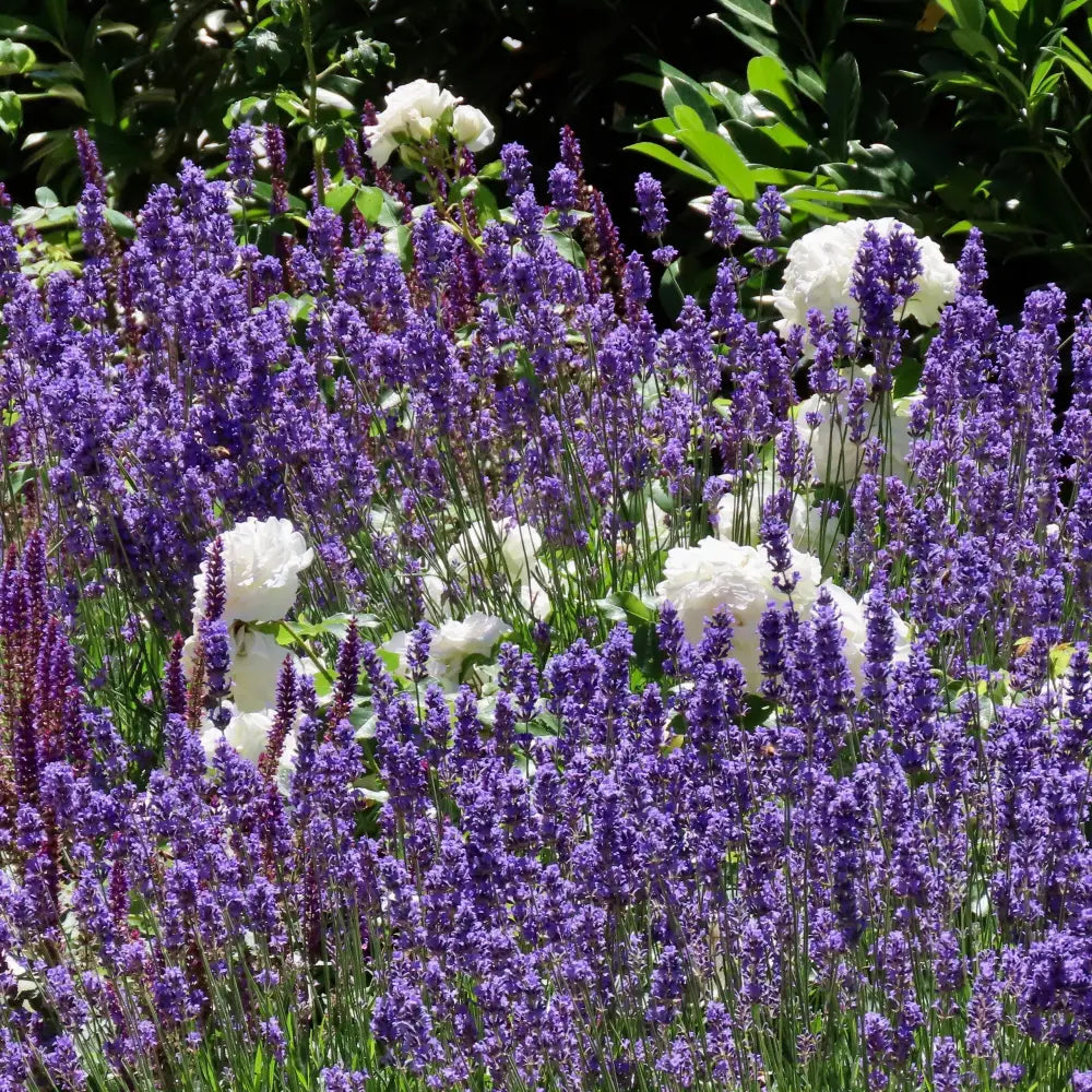 Sallyrosa™ April Night Meadow Sage 1 GALLON Perennial