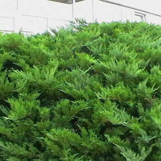 Sargent Green Juniper Shrub