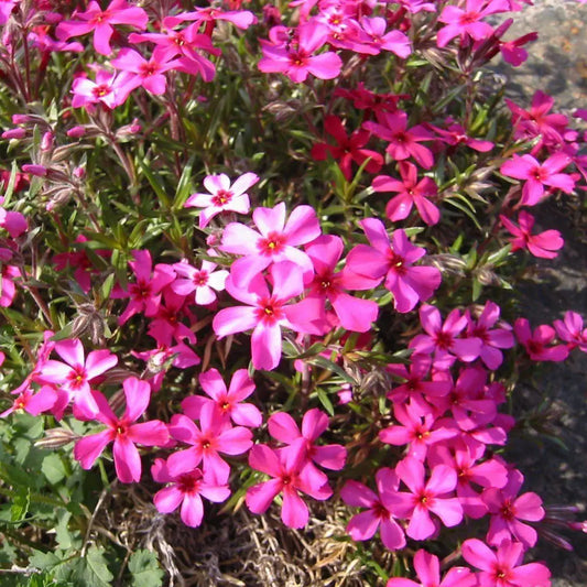 Scarlet Flame Creeping Phlox 1 GALLON Perennial