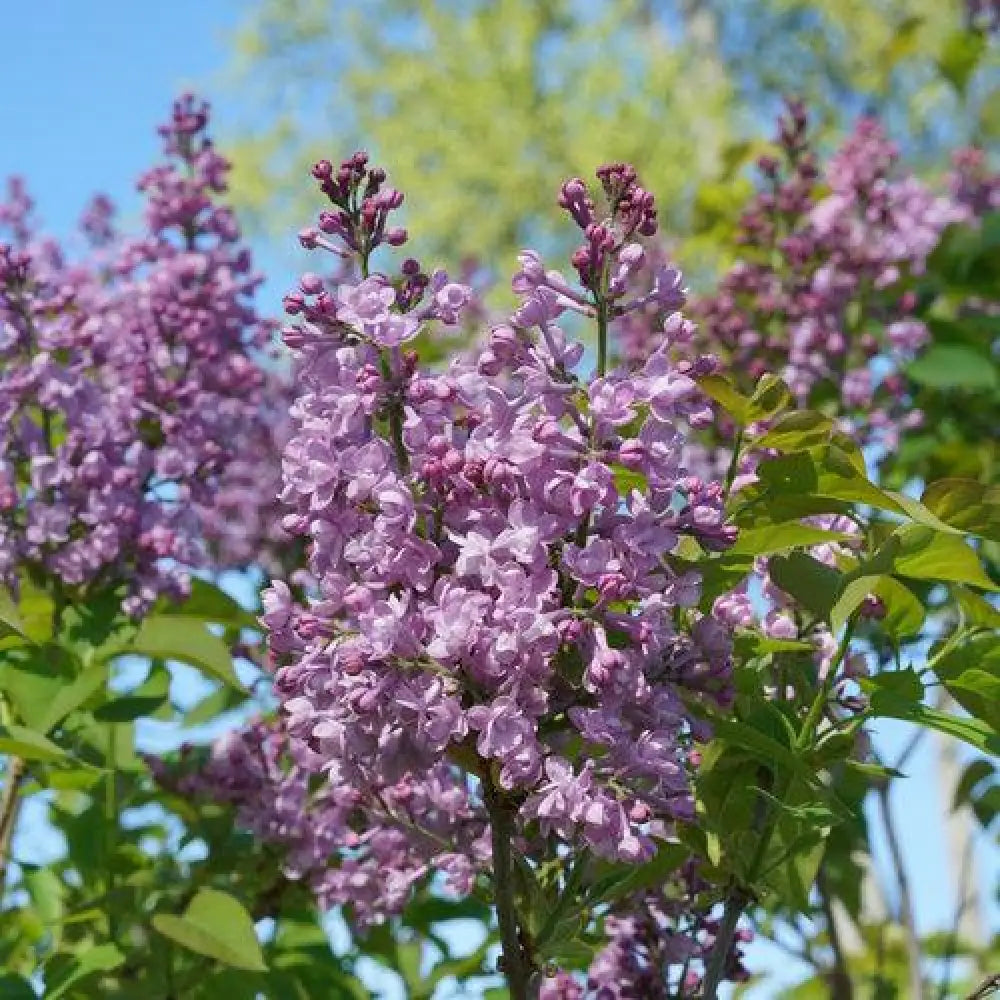 Scentara® Double Blue Lilac Shrub