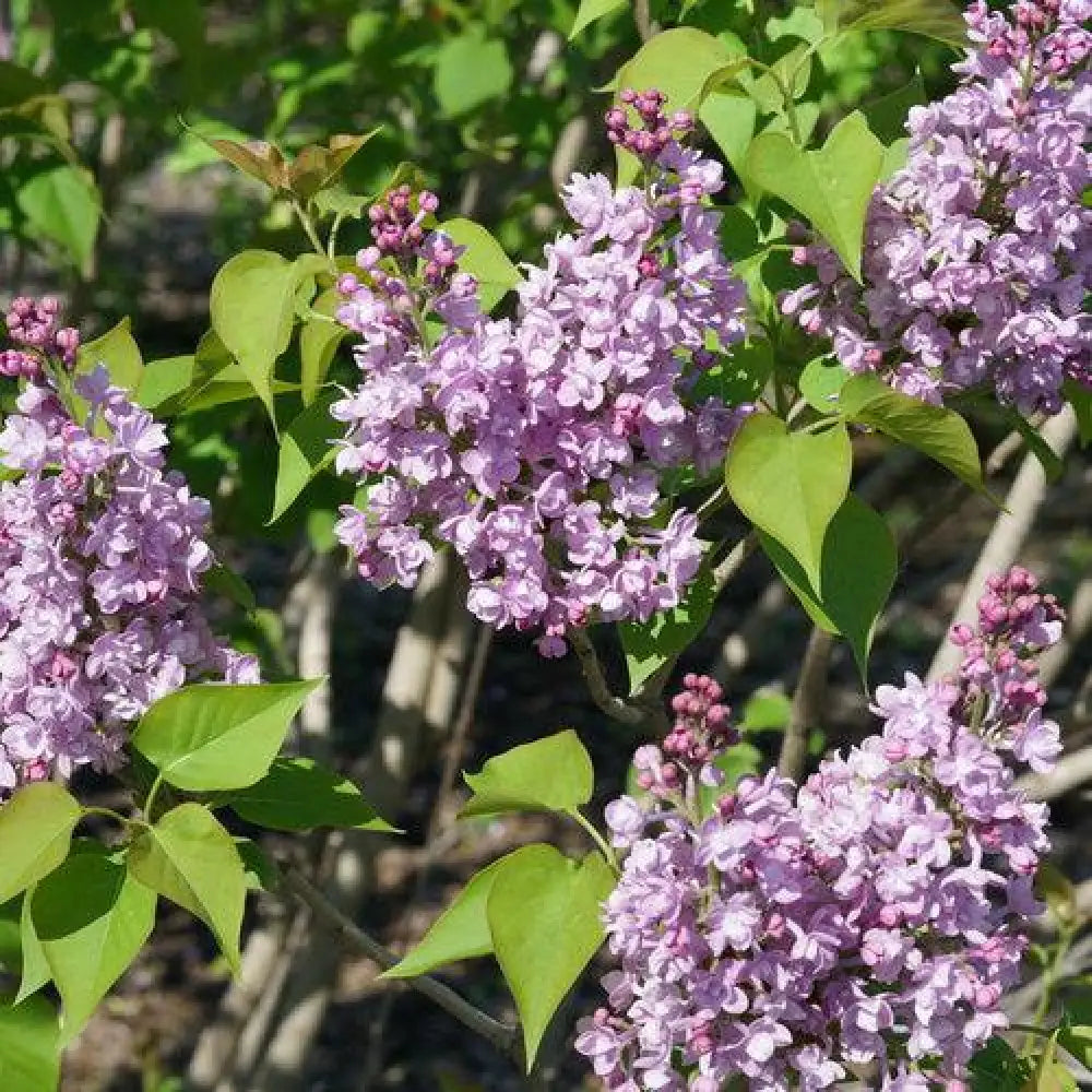 Scentara® Double Blue Lilac Shrub