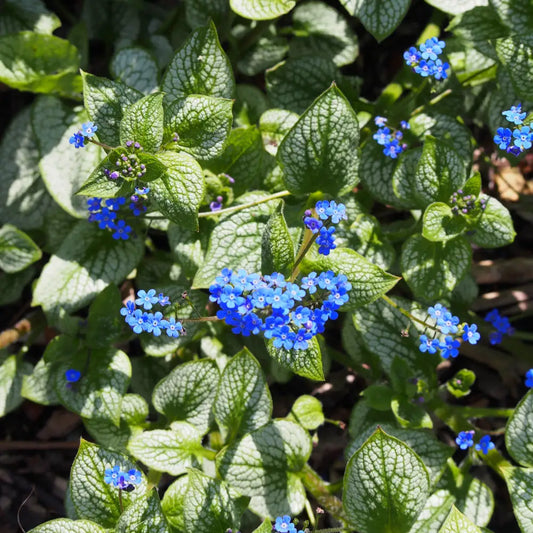 Sea Heart Siberian Bugloss 1 GALLON Perennial