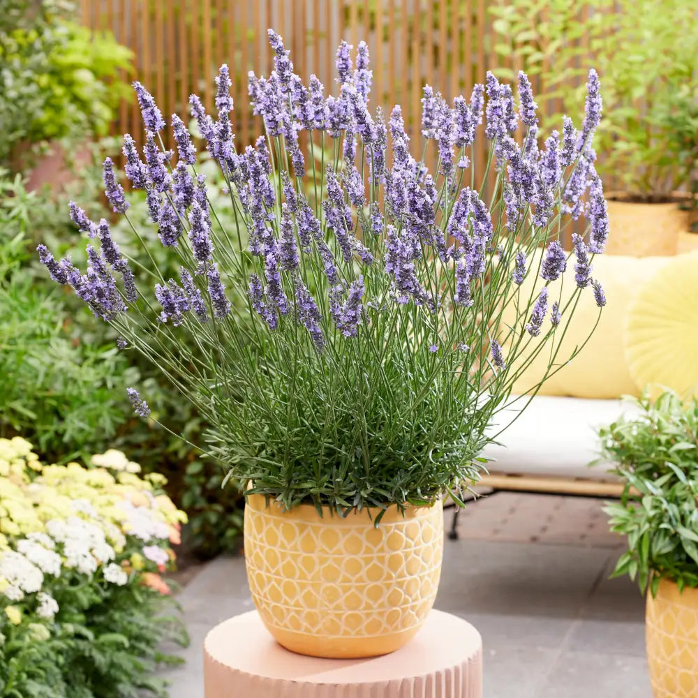 Sensational!® Lavender Perennial