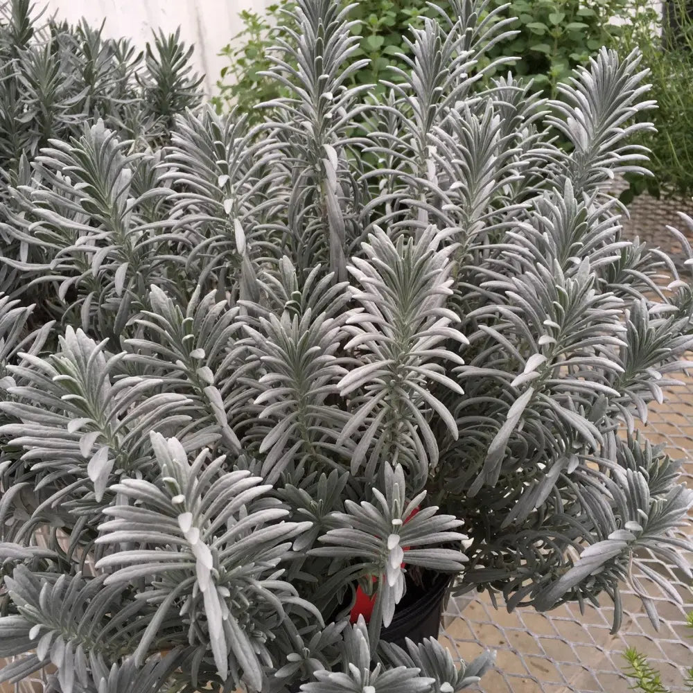 Sensational!® Lavender Perennial