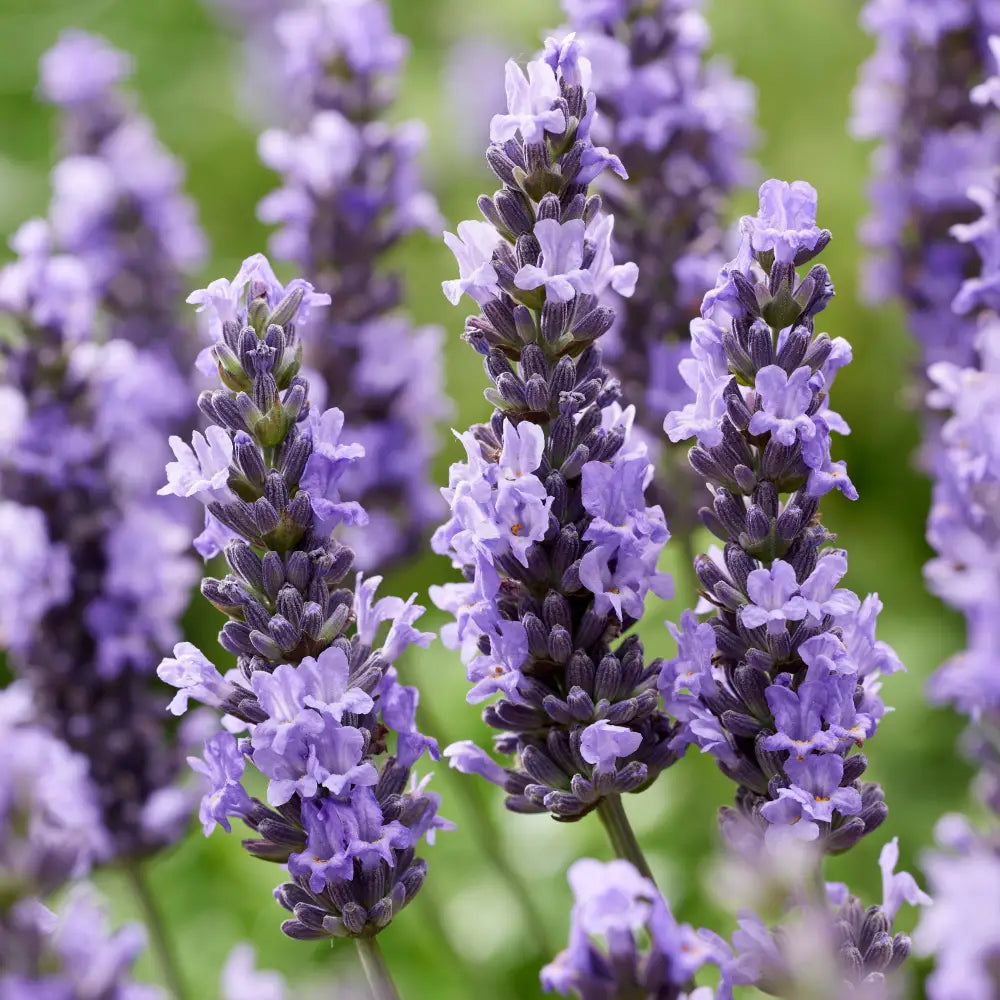 Sensational!® Lavender Perennial