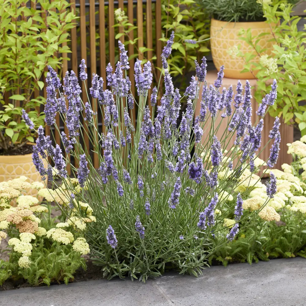 Sensational!® Lavender Perennial