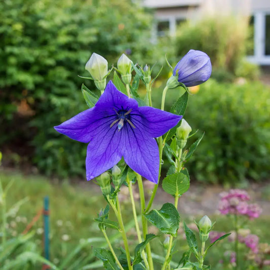 Sentimental Blue Balloon Flower Perennial
