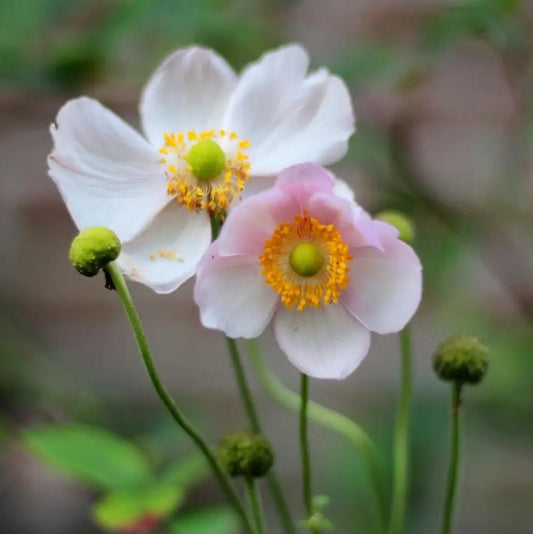 September Charm Anemone 1 GALLON Perennial