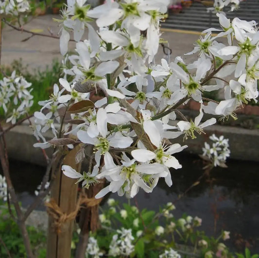 Shadblow Serviceberry 3 GALLON Tree