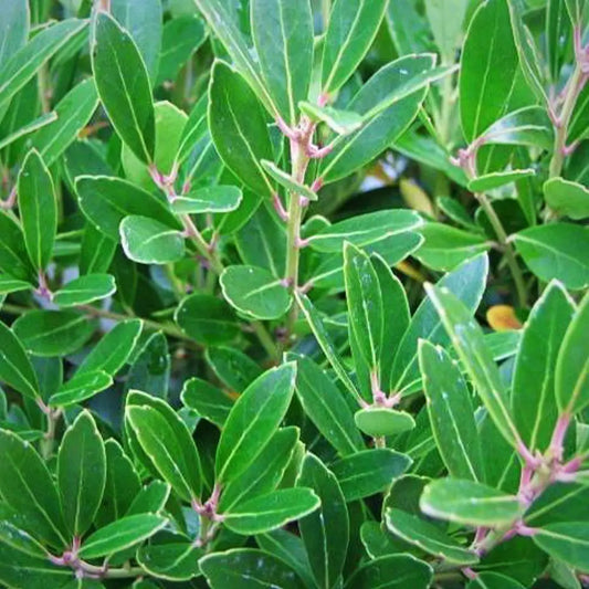 Shamrock Inkberry Holly Shrub