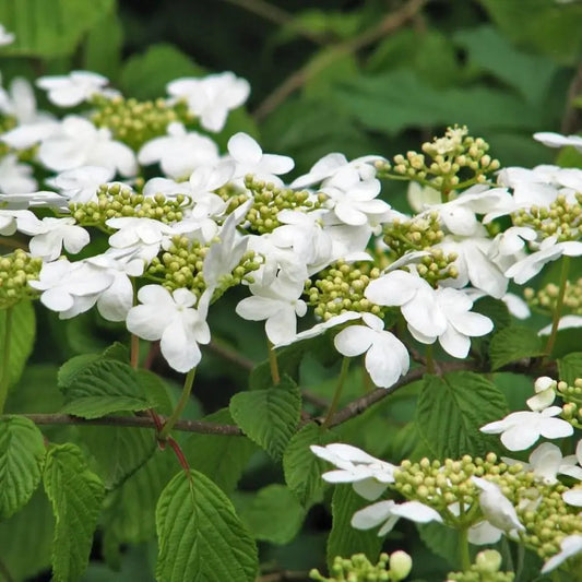 Shasta Viburnum Doublefile Viburnum 3 GALLON Shrub