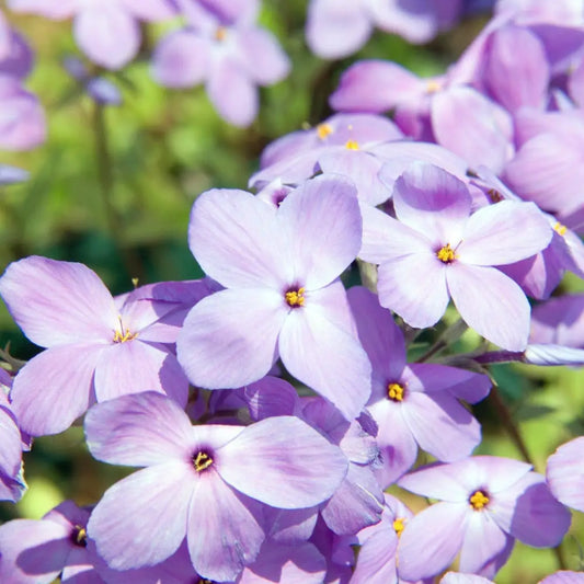 Sherwood Purple Creeping Phlox 1 GALLON Perennial