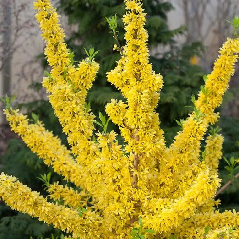 Show Off® Forsythia 2 GALLON Shrub