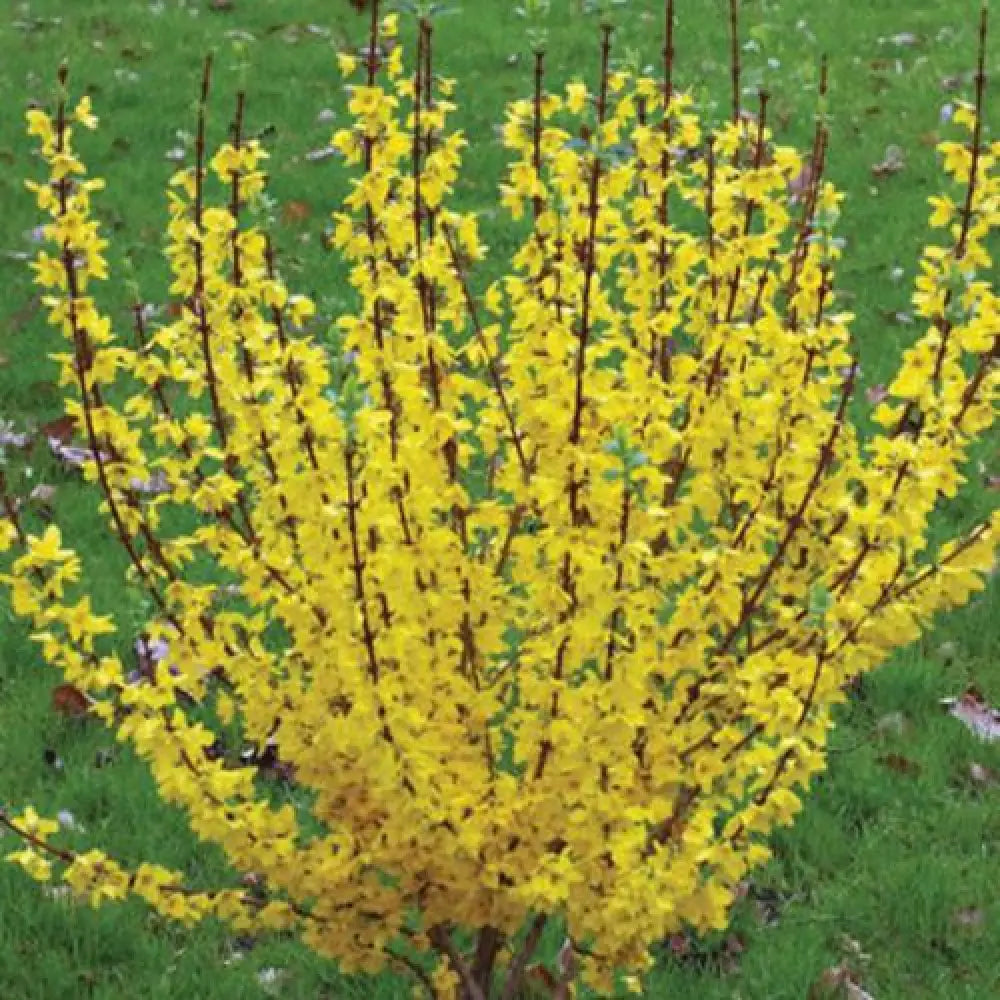 Show Off® Forsythia 2 GALLON Shrub