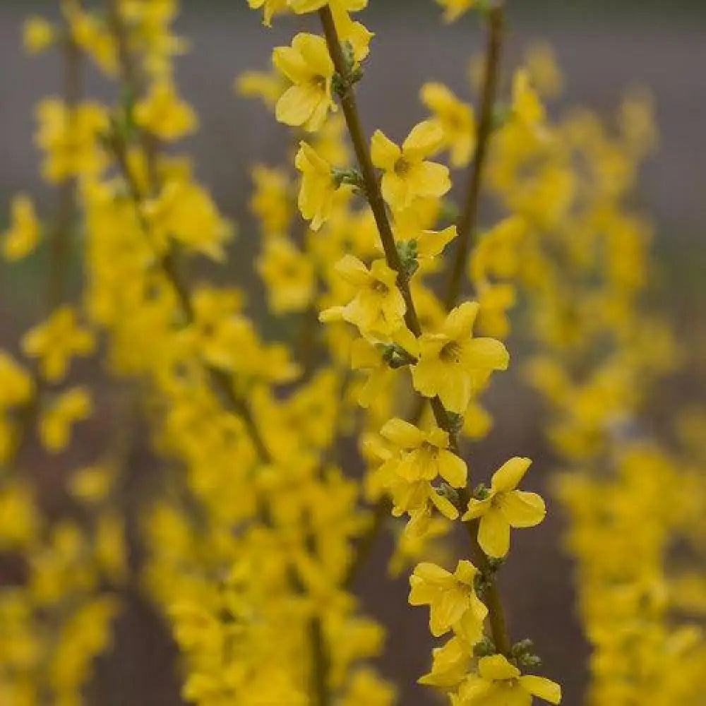 Show Off® Forsythia 2 GALLON Shrub