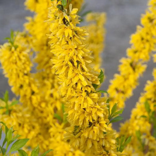 Show Off® Forsythia 2 GALLON Shrub